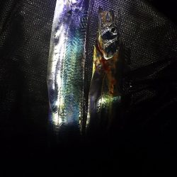 ようこそ、タチウオちゃん達、まってたよ。