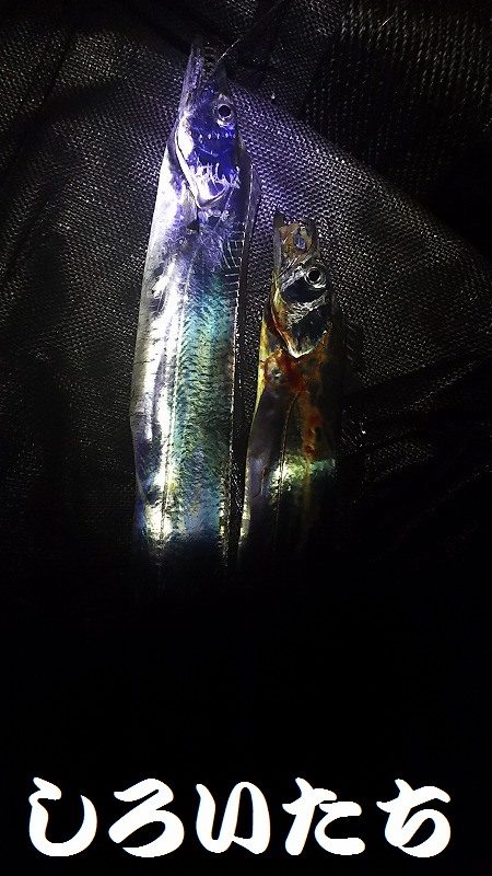 ようこそ、タチウオちゃん達、まってたよ。