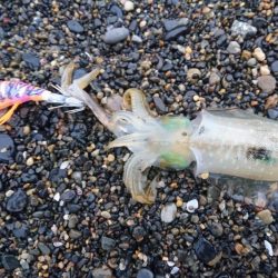 アオリイカ6杯 コウイカバラシ