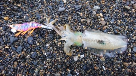 アオリイカ6杯 コウイカバラシ