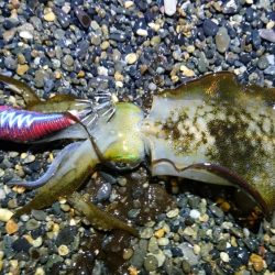 サーフと地磯エギング