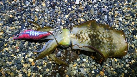 サーフと地磯エギング