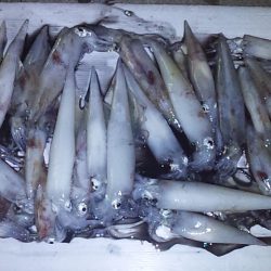 まだいるぞ　良型!!