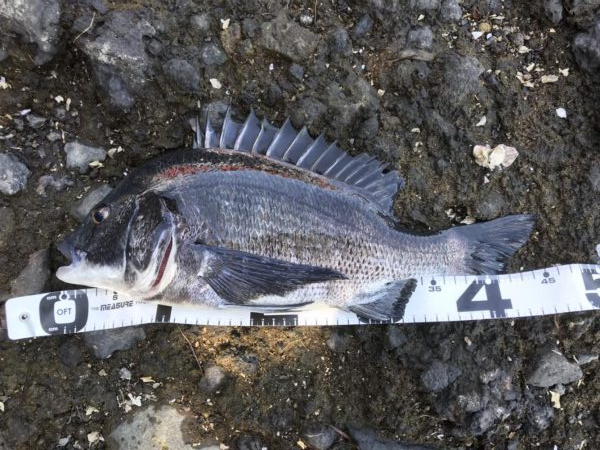 イチノ兄弟、釣果!