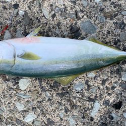 イージーエギング