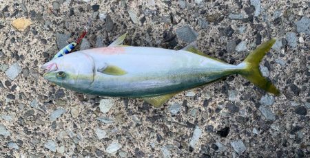 イージーエギング