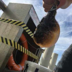 干潮の堤防釣り