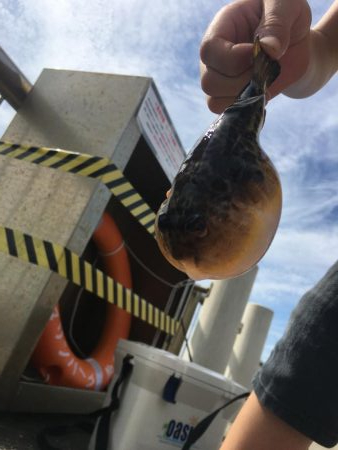 干潮の堤防釣り