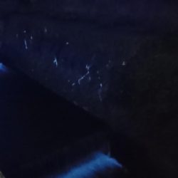 稲美町・ナマズ釣行！