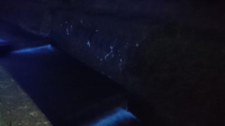 稲美町・ナマズ釣行！