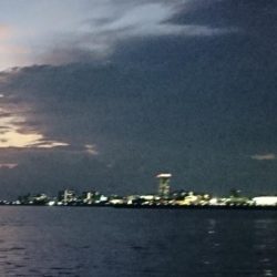 アオリイカ新子シーズン収束へ