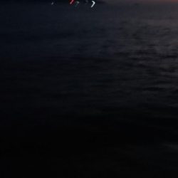 雨降る中のアオリイカ