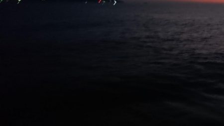 雨降る中のアオリイカ