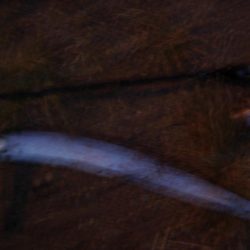 ｻｰﾍﾞﾘﾝｸﾞ