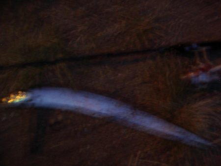 ｻｰﾍﾞﾘﾝｸﾞ