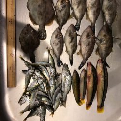 今季初カワハギ