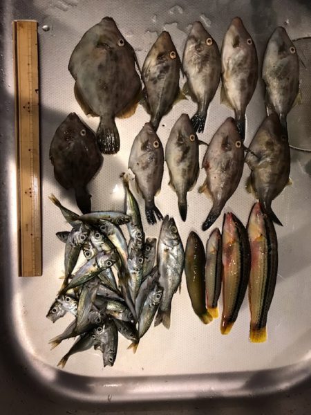 今季初カワハギ