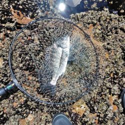 グレ釣れてます・・・