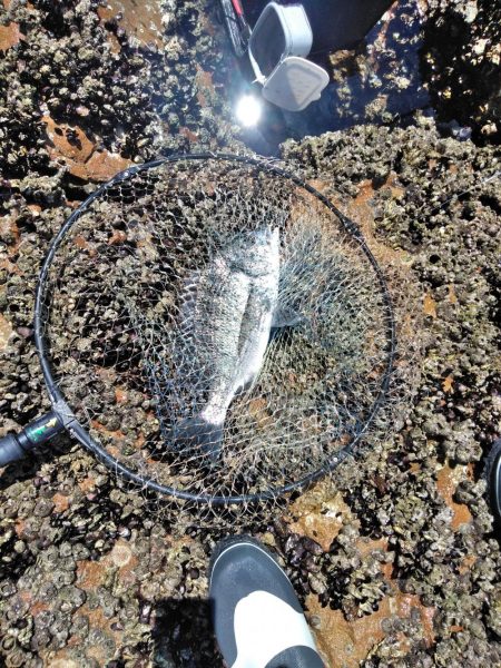 グレ釣れてます・・・