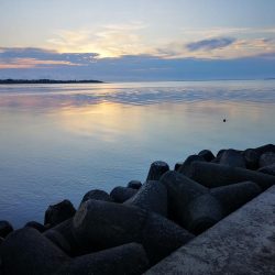 西表島、湾内でロウニンアジ