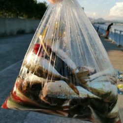 ファミリーフィッシング