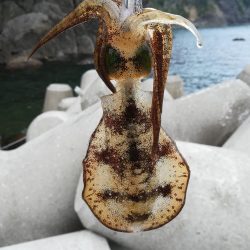 アオリイカ探しに