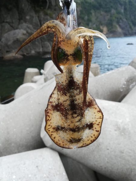 アオリイカ探しに