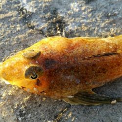 投げ釣り　夜釣り　タイ狙い