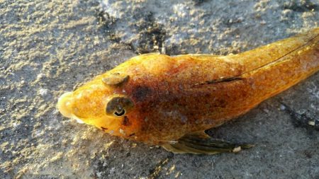 投げ釣り　夜釣り　タイ狙い