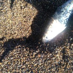 エギング　サーフで良型混じり