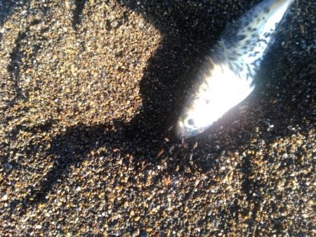 エギング　サーフで良型混じり