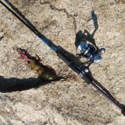 宮津アオリイカ