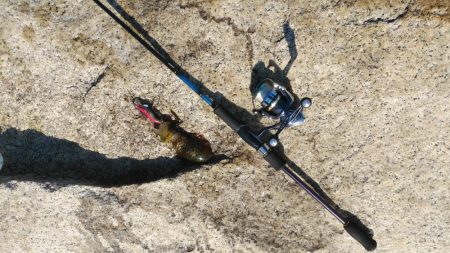 宮津アオリイカ