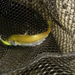 ワインドとアジング