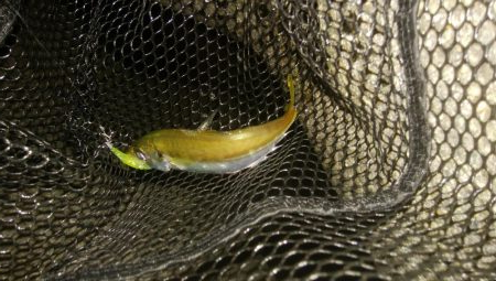 ワインドとアジング