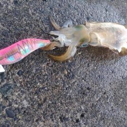 アオリイカ　つ抜け