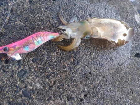 アオリイカ　つ抜け