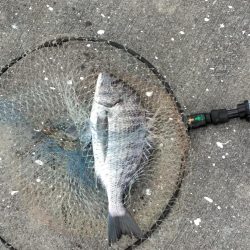 アジ・グレ・チヌ・チャリコ・・・