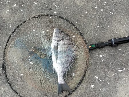 アジ・グレ・チヌ・チャリコ・・・