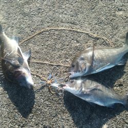 武庫川一文字で五目狙いでの釣果