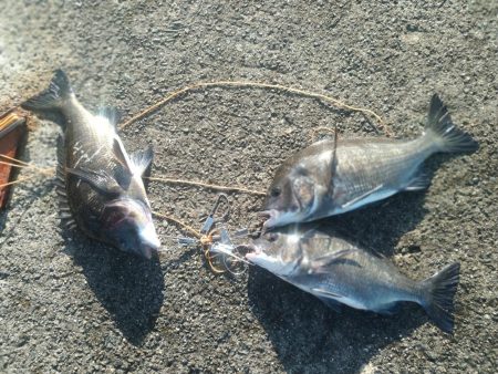 武庫川一文字で五目狙いでの釣果