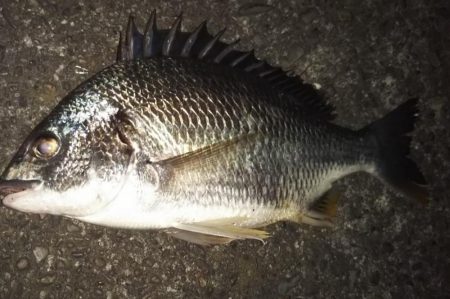 テクトロ万歳！