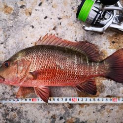 台風明け、やっと風が収まりました