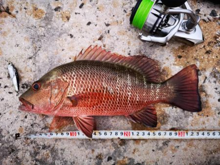 台風明け、やっと風が収まりました