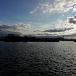 さより好調(小さめです)