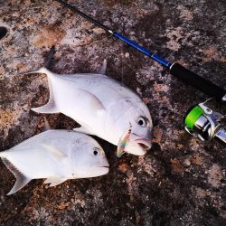 シンペンでロウニンアジ