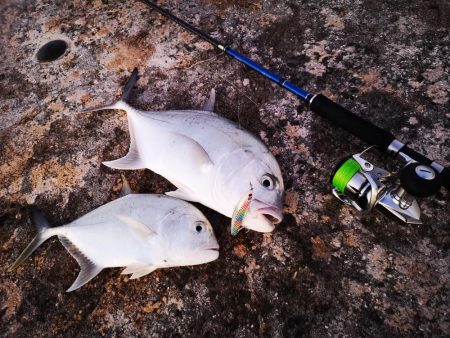 シンペンでロウニンアジ