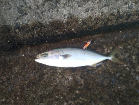 武庫川一文字で☆青物狙い