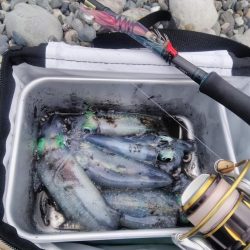 朝マズメキジハタ+イカ狙いで3目