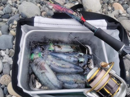 朝マズメキジハタ+イカ狙いで3目